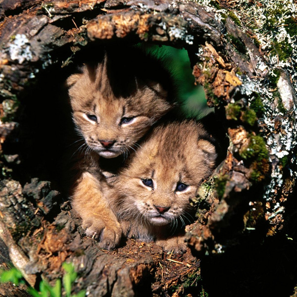 Animals/Wildlife #43