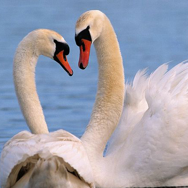 Animals/Wildlife #35