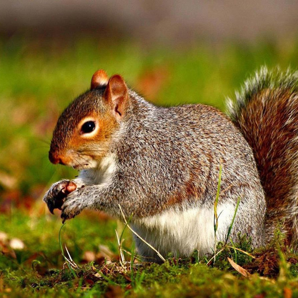 Animals/Wildlife #42