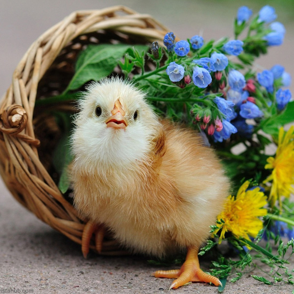 Animals/Wildlife #28