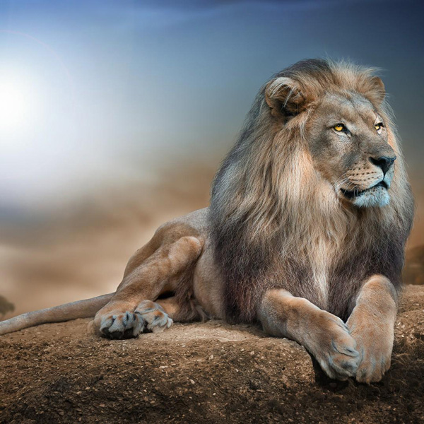 Animals/Wildlife #41