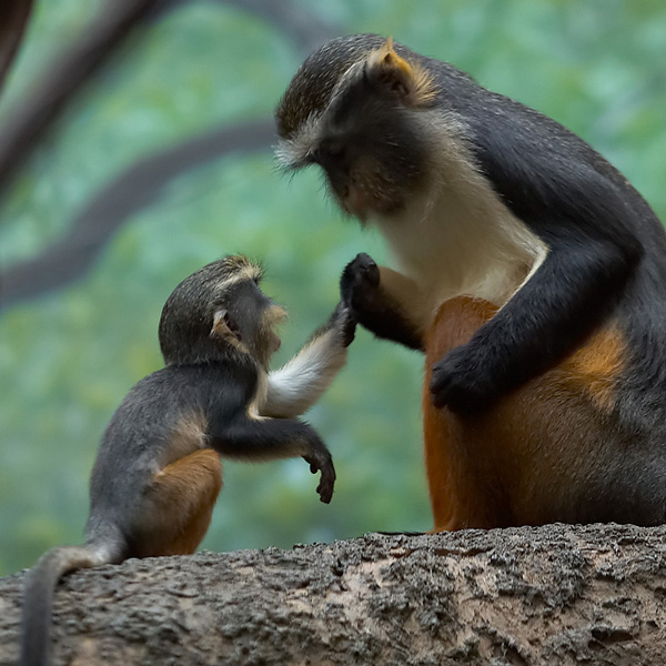 Animals/Wildlife #38