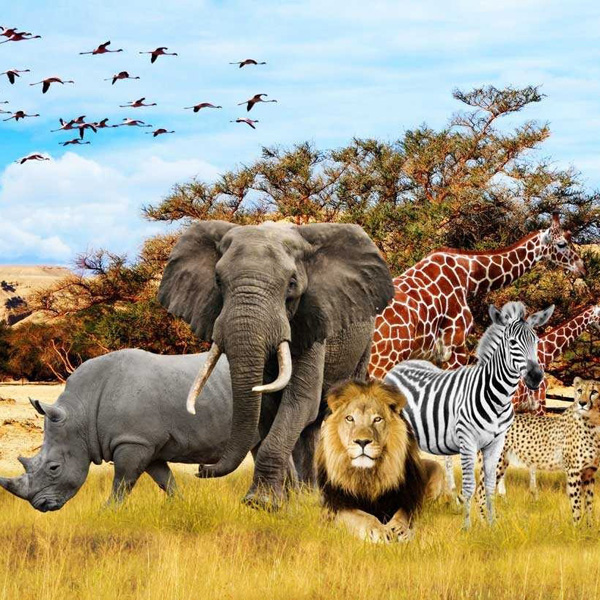 Animals/Wildlife #19