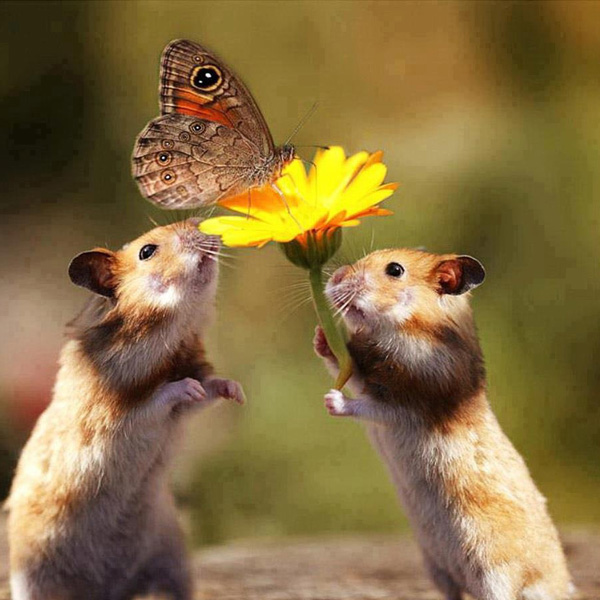 Animals/Wildlife #33