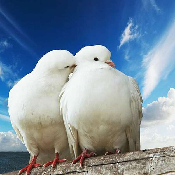 Animals/Wildlife #34