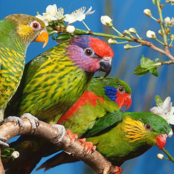 Animals/Wildlife #30