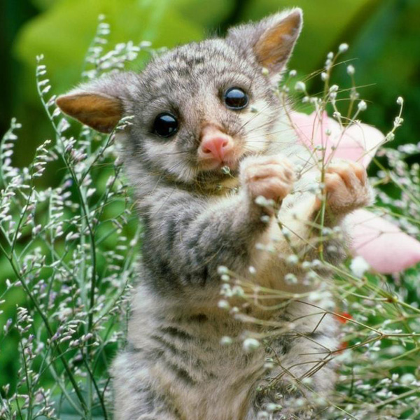 Animals/Wildlife #36