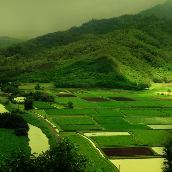 Nature #319